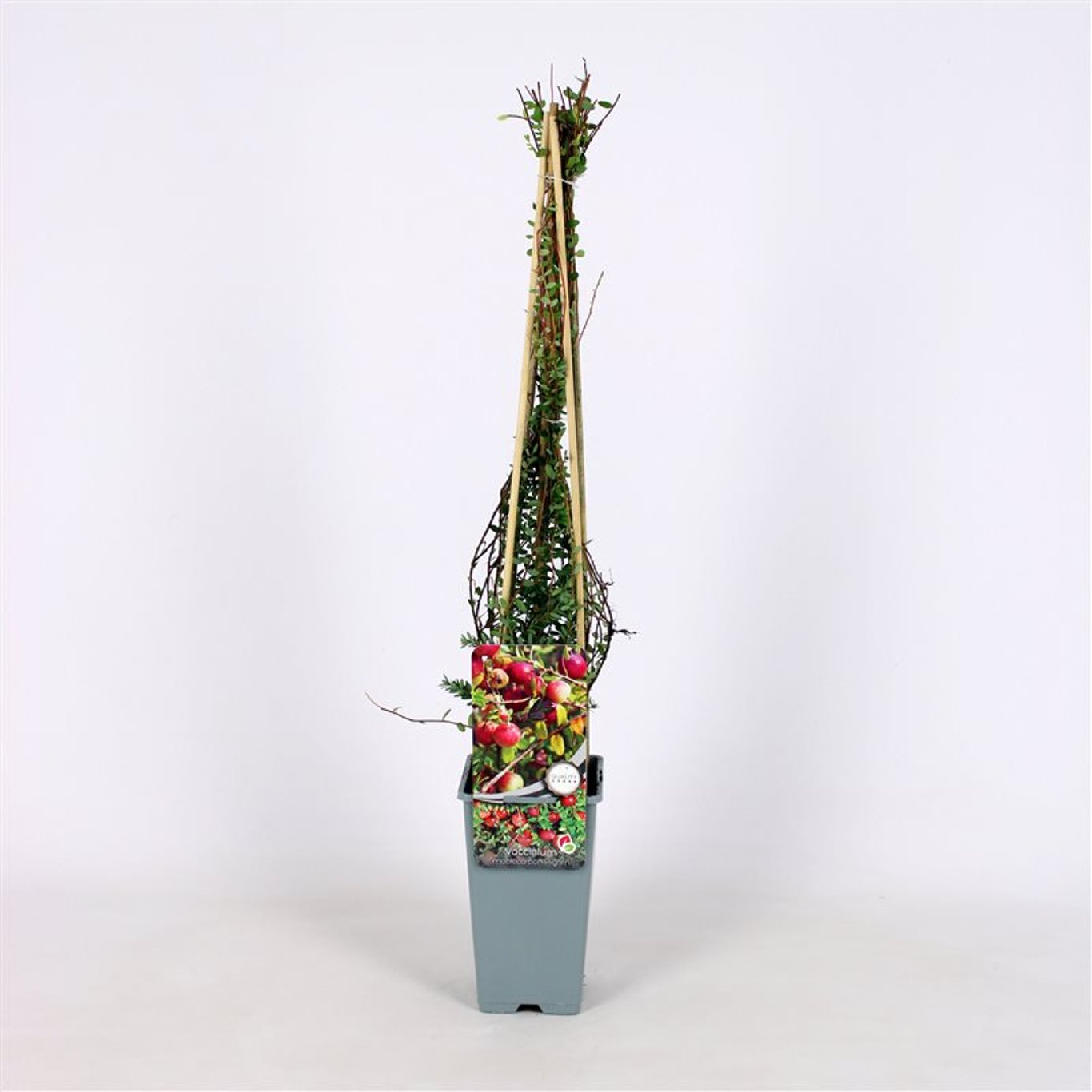 Vaccinium macrocarpon 'Pilgrim' - C2 70/+ CM